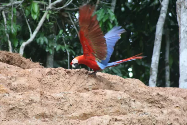 Macaw clay lick at Manu Wildlife Center