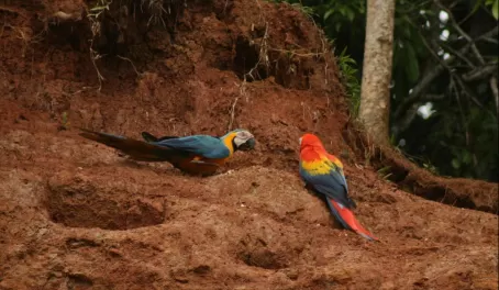 Macaw clay lick at Manu Wildlife Center