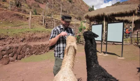 Feeding llamas at the weaving center