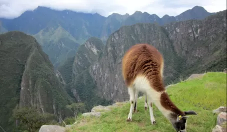 Llamas hanging out at Machu Picchu