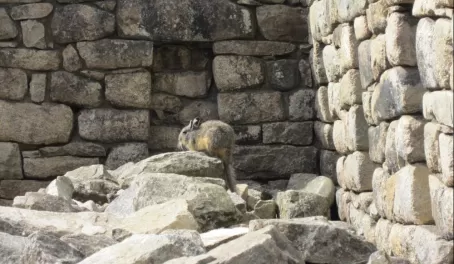 Relative of the chinchilla at Machu Picchu