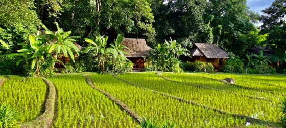 Views of lush rice paddies