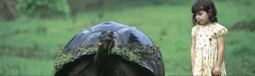 Massive Tortoise up close