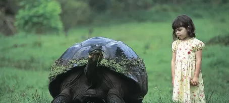 Massive Tortoise up close