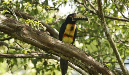Wild Collared Aracari Toucan in Panama's Gamboa Jungle