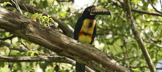 Wild Collared Aracari Toucan in Panama's Gamboa Jungle