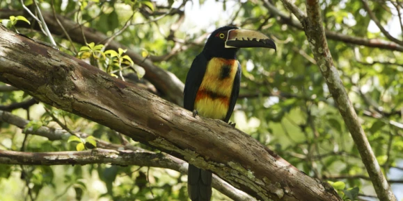 Wild Collared Aracari Toucan in Panama's Gamboa Jungle