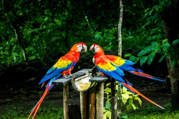 Scarlet Macaws in Copan
