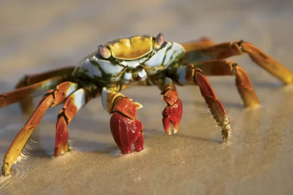 Getting up close with a crab in the Galapagos