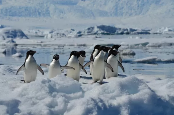 Adelie penguins wandering through the ice.
