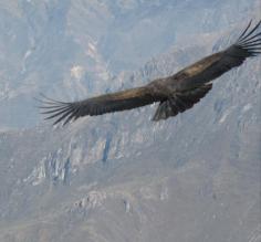 Condor at Cruz del Condor in the Colca Canyon