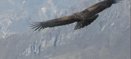 Condor at Cruz del Condor in the Colca Canyon