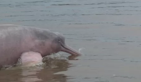 Pink dolphins in the Amazon!
