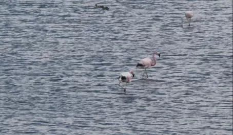Flamingos between Chivay and Puno