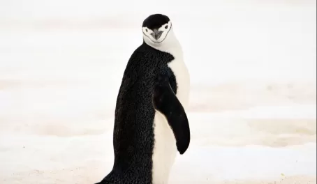 Penguins everywhere
