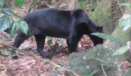 Black jaguar prowling at the Belize Zoo