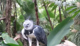 Harpy eagle perched at the Belize Zoo