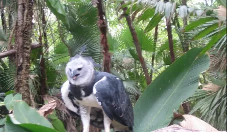 Harpy eagle perched at the Belize Zoo