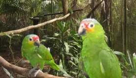 Parrots at the Belize Zoo