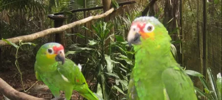 Parrots at the Belize Zoo
