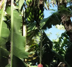 Banana tree at La Azotea Cultural Center