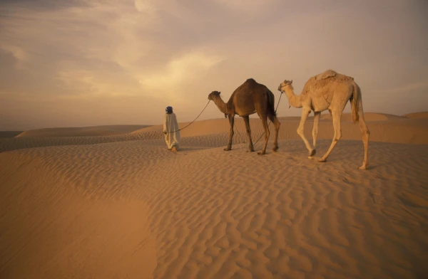 Bedouins with camels in the desert of Douz in the south of Tunisia in North Africa.