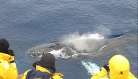 One humpback whale