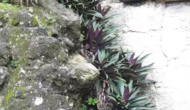 Unique plants among ruins in Tikal