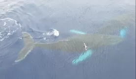 More humpbacks
