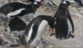 Gentoo penguins and their eggs