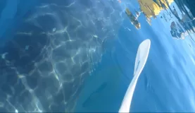 A minke whale under my kayak