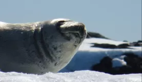 Crab eater seal