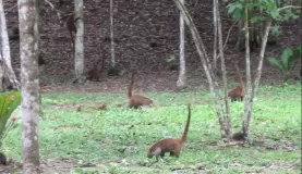 Racoon-like mammals in Tikal
