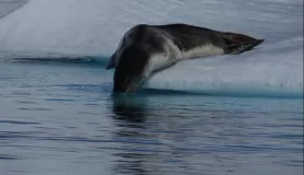 Leopard seal on ice berg