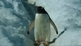 Alone on the penguin highway