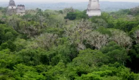 Views from one of the tallest temples in Tikal