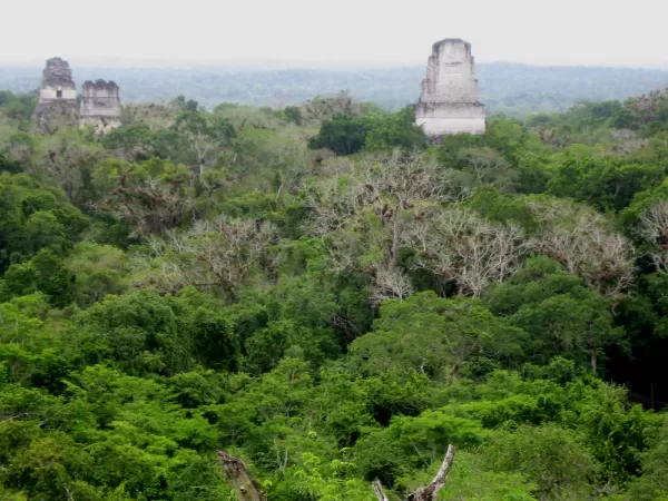 Views from one of the tallest temples in Tikal