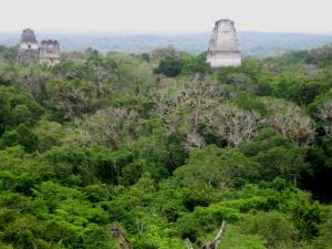 Tikal ruins rising out the jungle