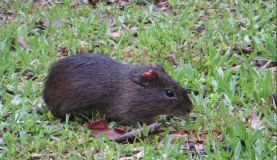Rodent in the park