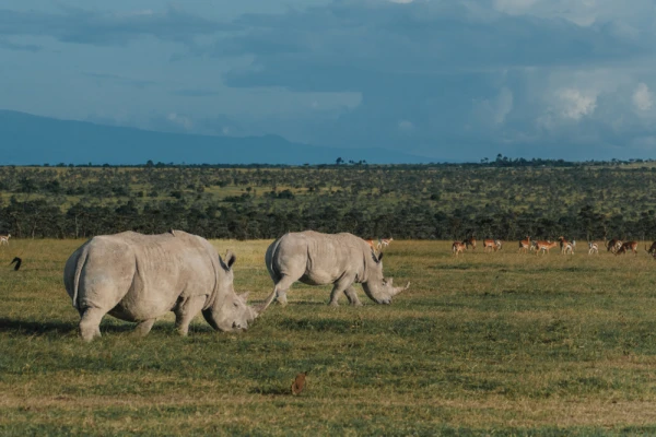 Pair of black rhinos grazing peacefully in Ol Pejeta Conservancy