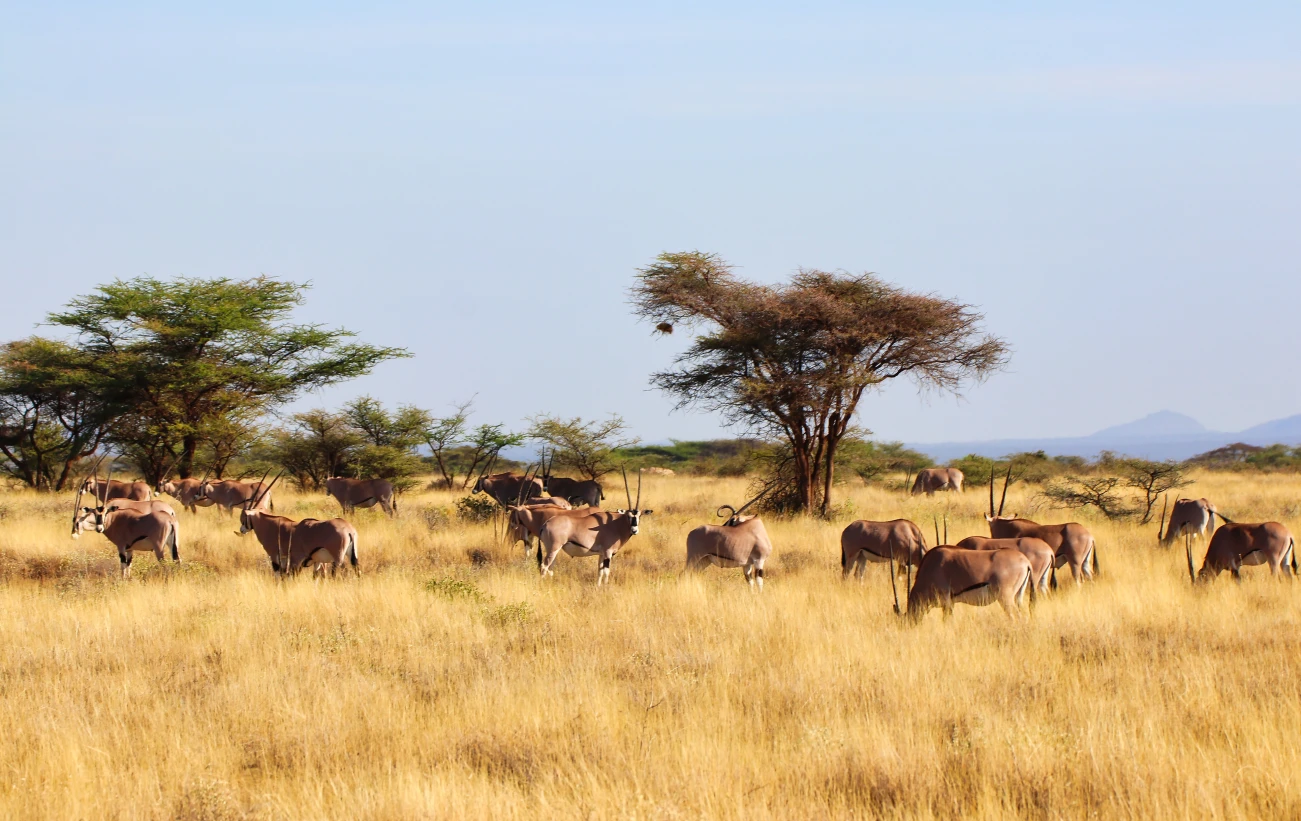A herd of endangered Beisa Oryx,endemic to North Kenya graze in the dry grass plains of the Buffalo Springs Reserve in Samburu County, Kenya