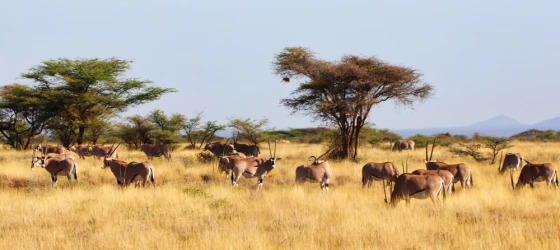 A herd of endangered Beisa Oryx,endemic to North Kenya graze in the dry grass plains of the Buffalo Springs Reserve in Samburu County, Kenya