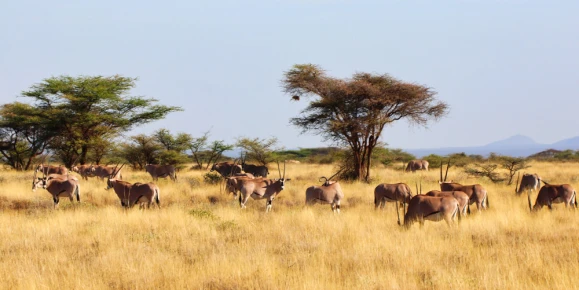 A herd of endangered Beisa Oryx,endemic to North Kenya graze in the dry grass plains of the Buffalo Springs Reserve in Samburu County, Kenya