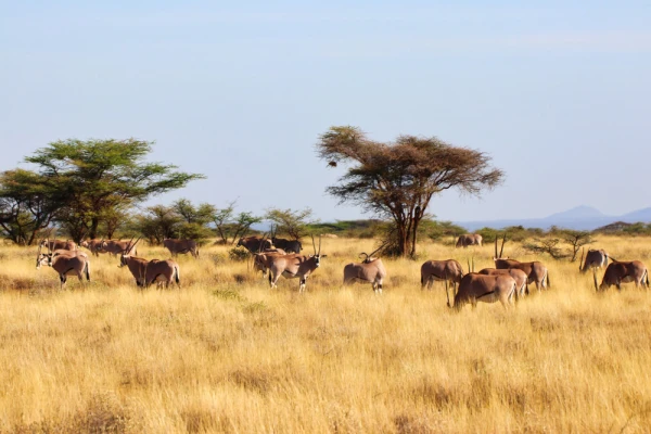 A herd of endangered Beisa Oryx,endemic to North Kenya graze in the dry grass plains of the Buffalo Springs Reserve in Samburu County, Kenya