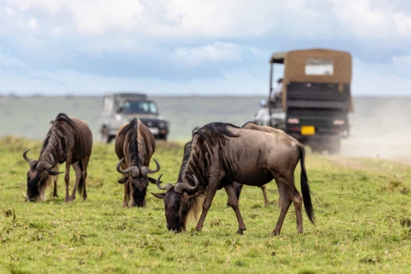 Wildebeest, Connochaetes taurinus, graze on the lush grass of the Masai Mara during migration season