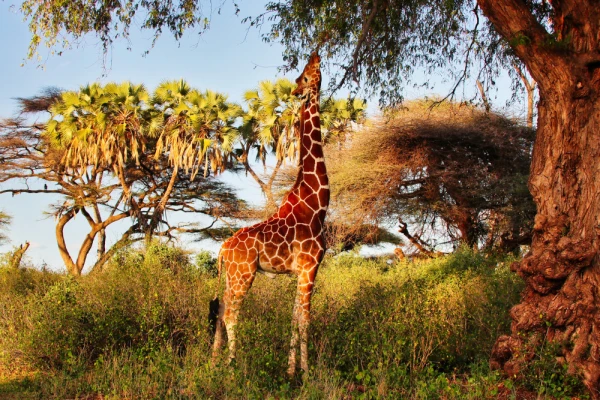 An endangered Reticulated Giraffe, endemic to North Kenya, feeds from a tree in the golden afternoon light at the Buffalo Springs Reserve in Samburu County, Kenya