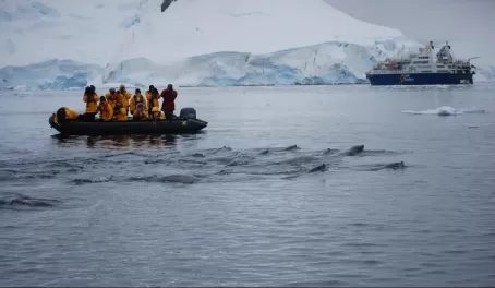 The seals playing between the zodiacs 