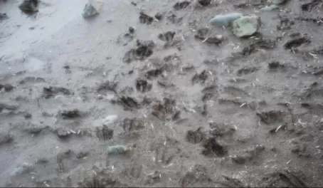 Penguin tracks in the mud.