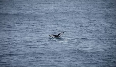 Whale waving goodbye as it dives.