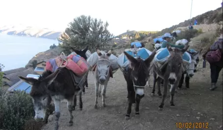 Bolivian donkeys